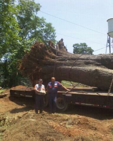 Tree And Two People - Dallas, NC - McMillan Crane Services Inc.
