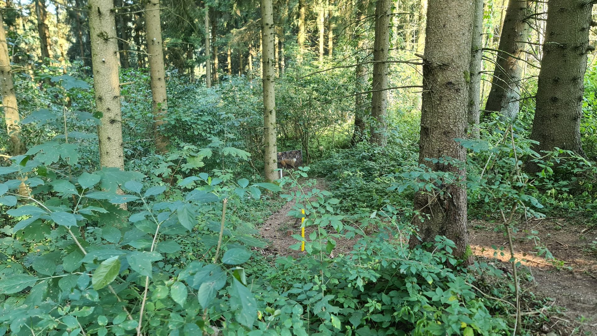 Waldszene: hohe Bäume, grünes Unterholz, kleiner Pfad.