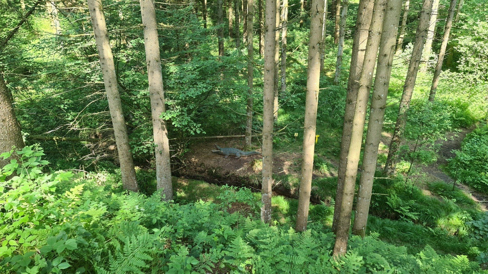 Bäume in einem Wald mit grünem Laub, durch dessen Zweige Sonnenlicht fällt.