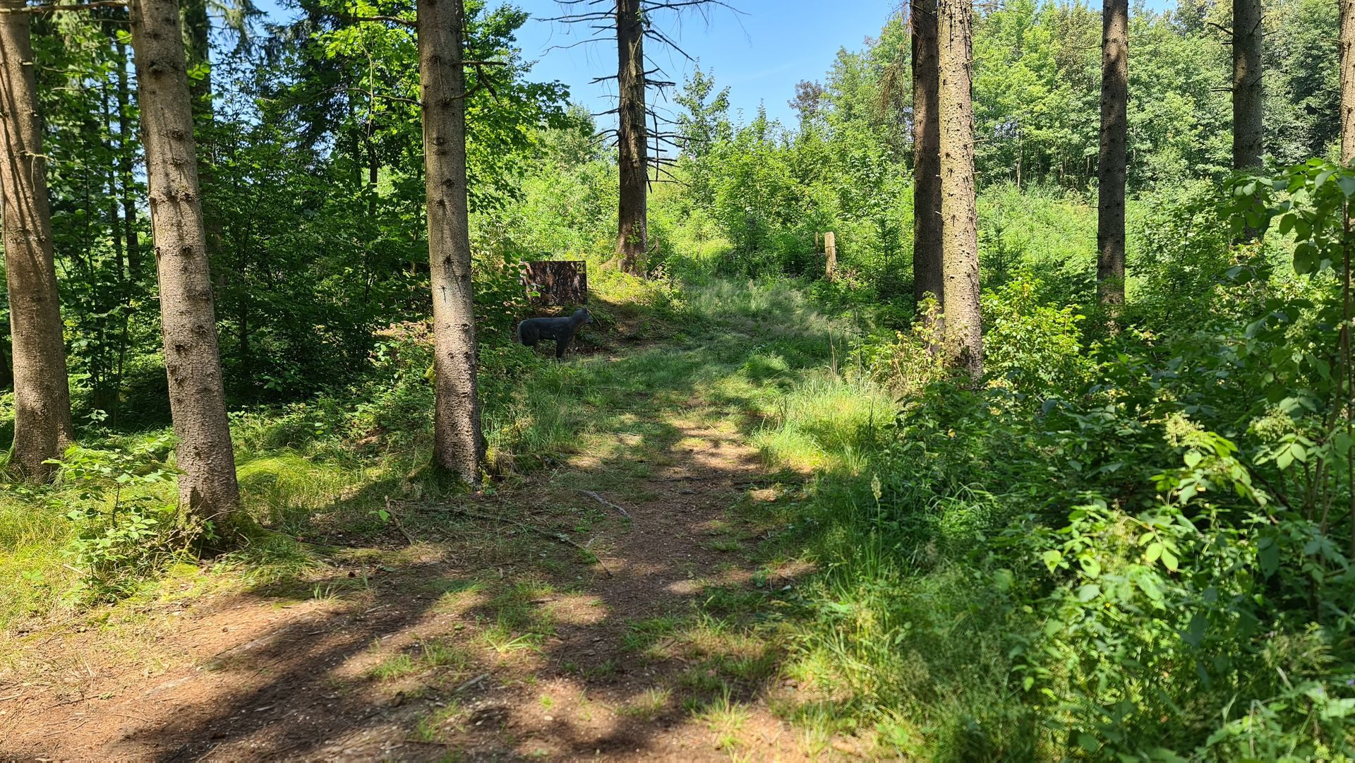 Waldweg mit Bäumen, grünem Laub und Sonnenlicht.