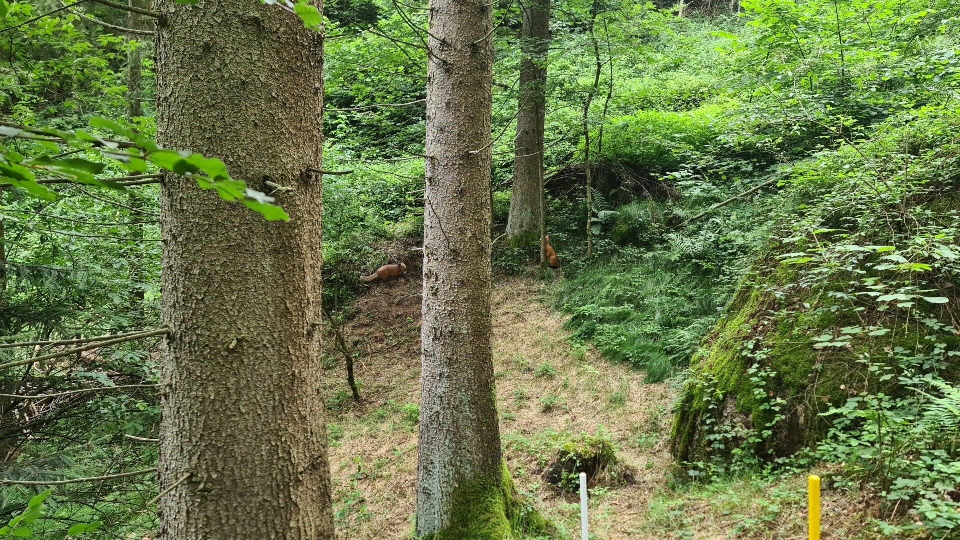 Bäume in einem üppig grünen Wald, mit moosbewachsenen Felsen und Laubwerk an einem Hang.