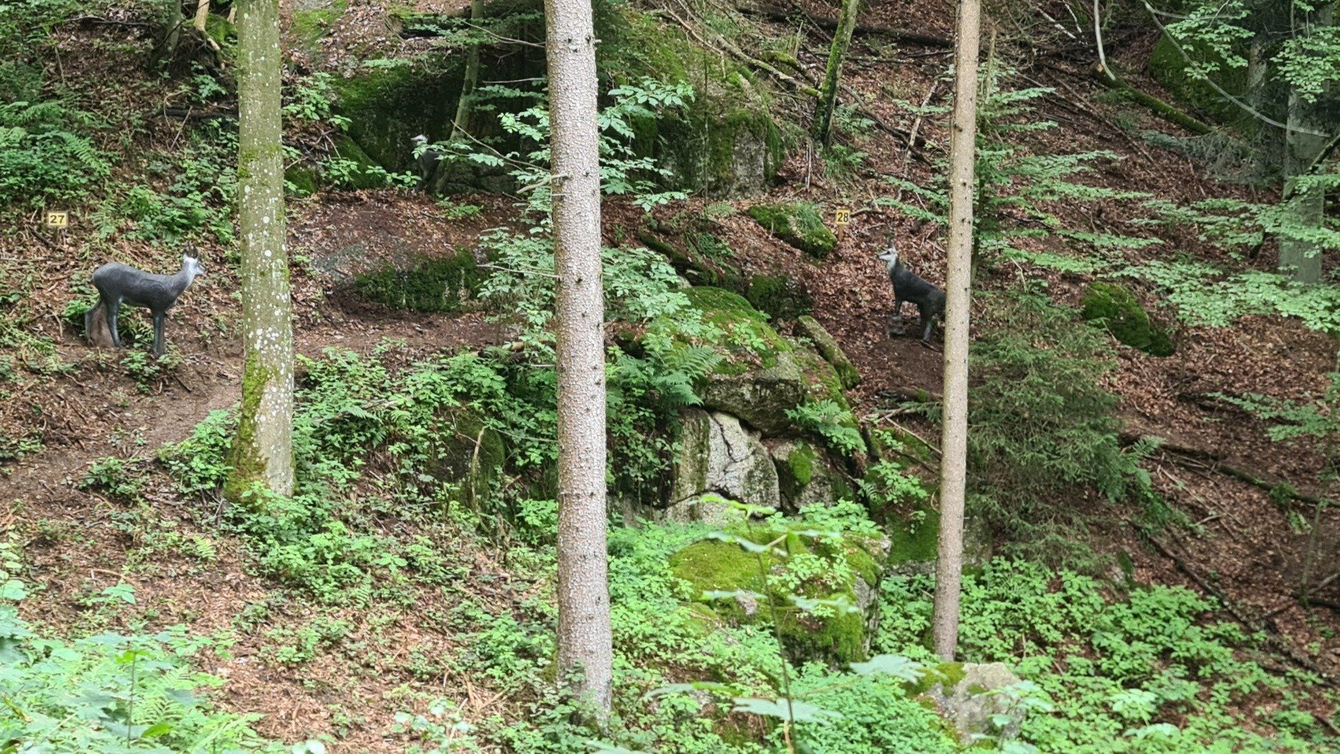 Zwei dunkle Tiere erklimmen einen üppig grünen Hügel in einem Wald.
