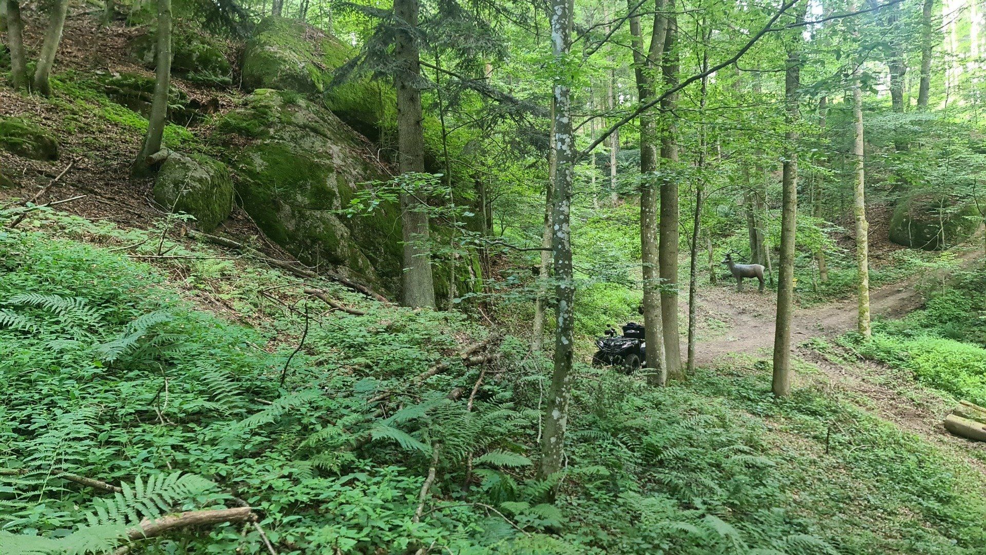 Waldszene mit üppigem Grün, Bäumen und einer in der Ferne sichtbaren schwarzen Bogenschießscheibe.