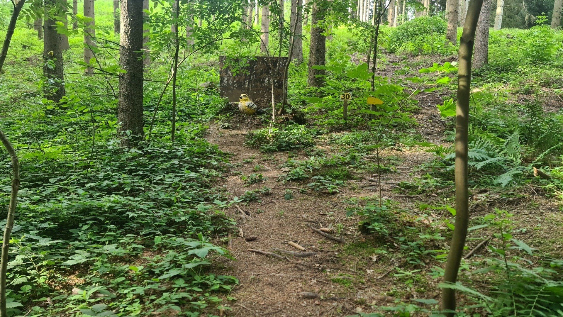 Ein unbefestigter Pfad führt durch einen grünen Wald zu einem Baumstumpf.