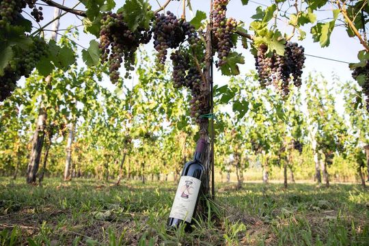 Vigneti Colli di Luni