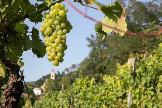 Vendemmia Cantina del Nonno Pescetto Santo Stefano di Magra