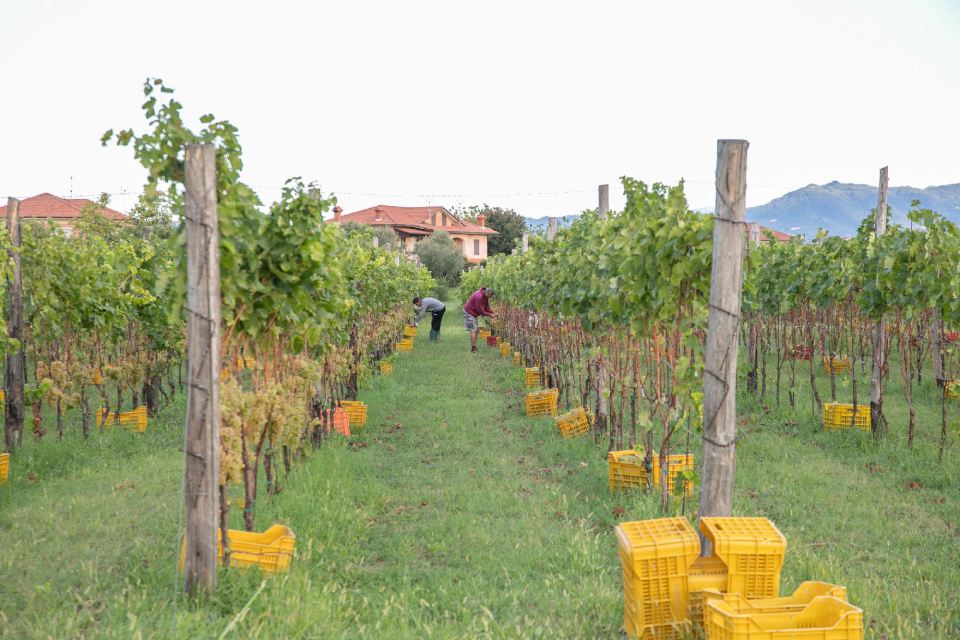 Filari di viti
