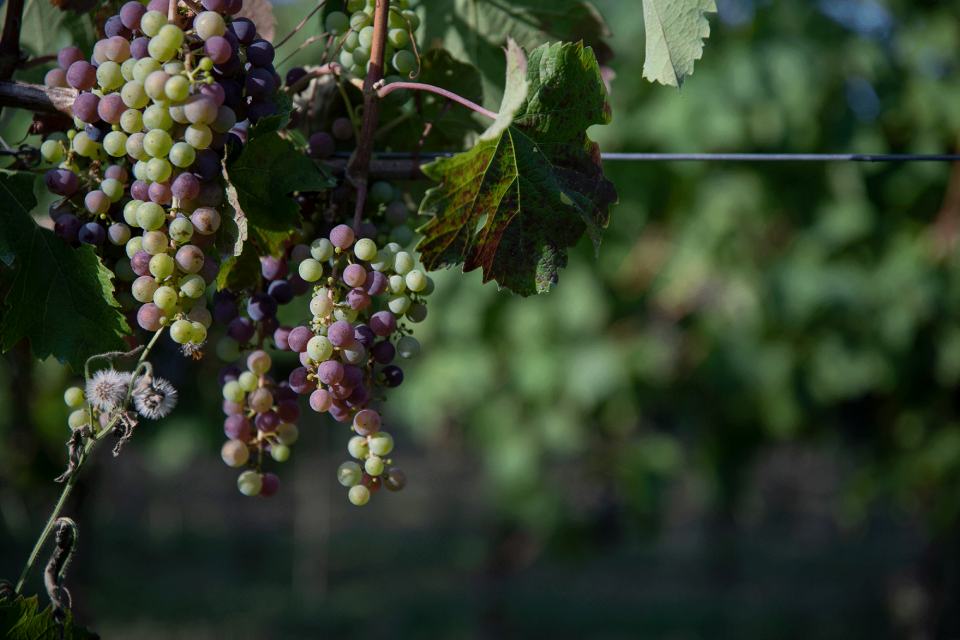 Grappoli uva scura