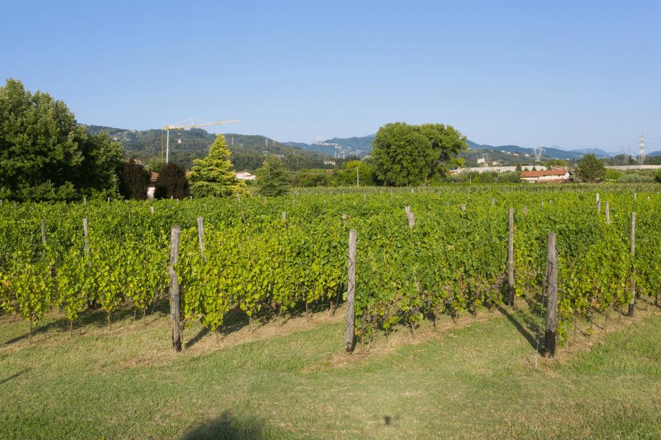 Vino rosso DOC