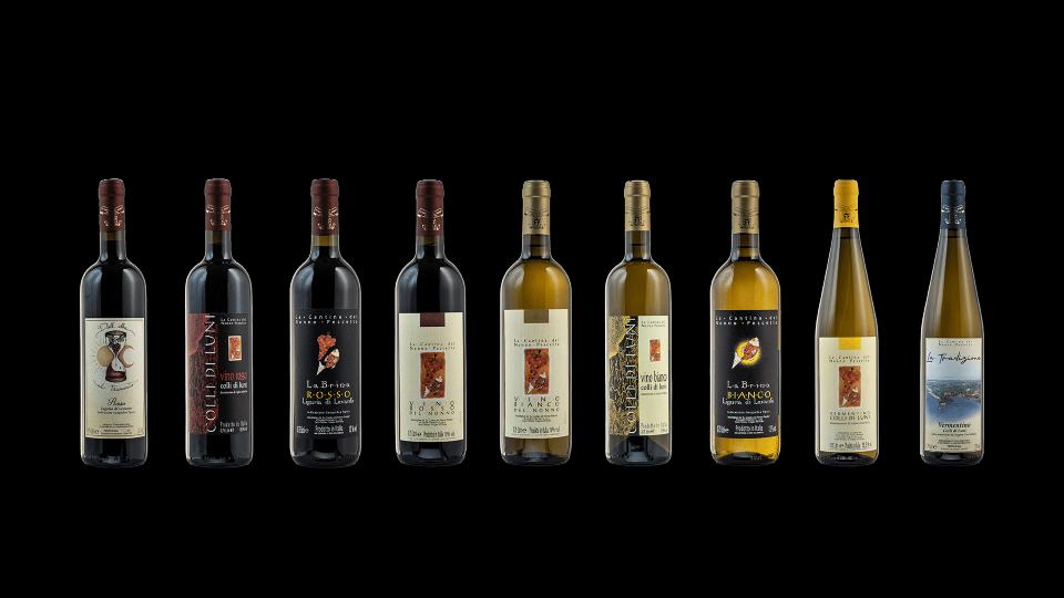 Gamma vini