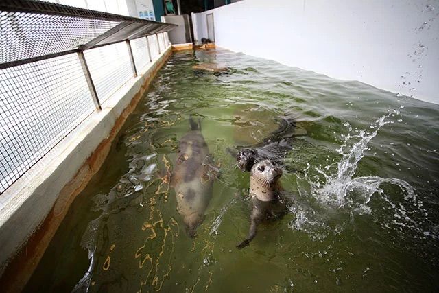 Sea otters playing in the water at River Inn at Seaside, OR