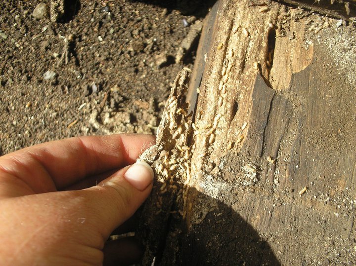 Home Pest Control Gladstone Rockhampton Natraspray Pest Control