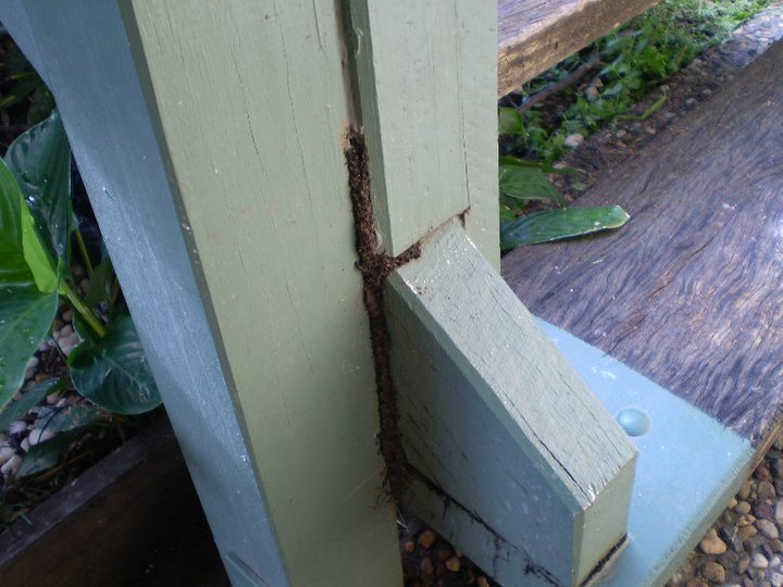 Home Pest Control Gladstone Rockhampton Natraspray Pest Control