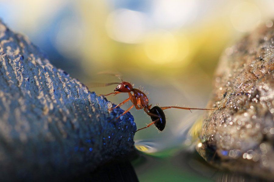 ant