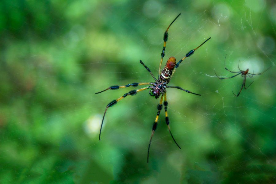 spider