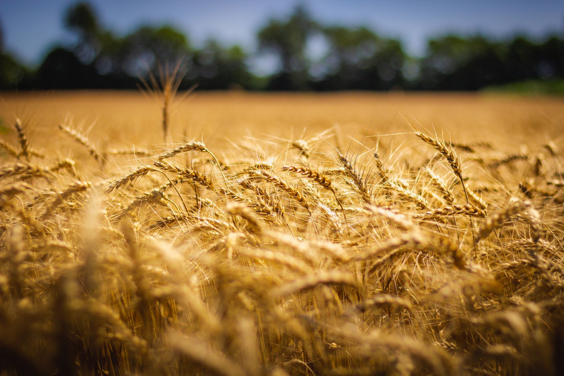 Golden wheat field swaying in the wind with a blurred tree line in the background