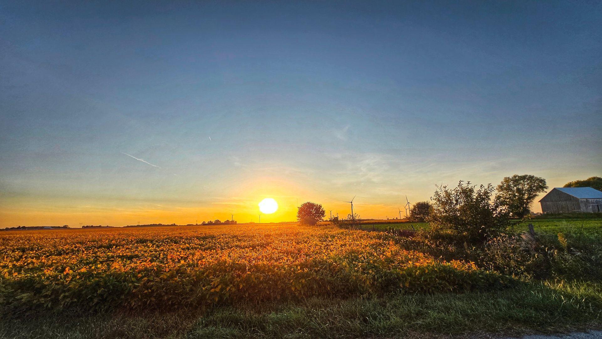 Sunrise over a golden field with a blue sky and silhouetted trees on the horizon