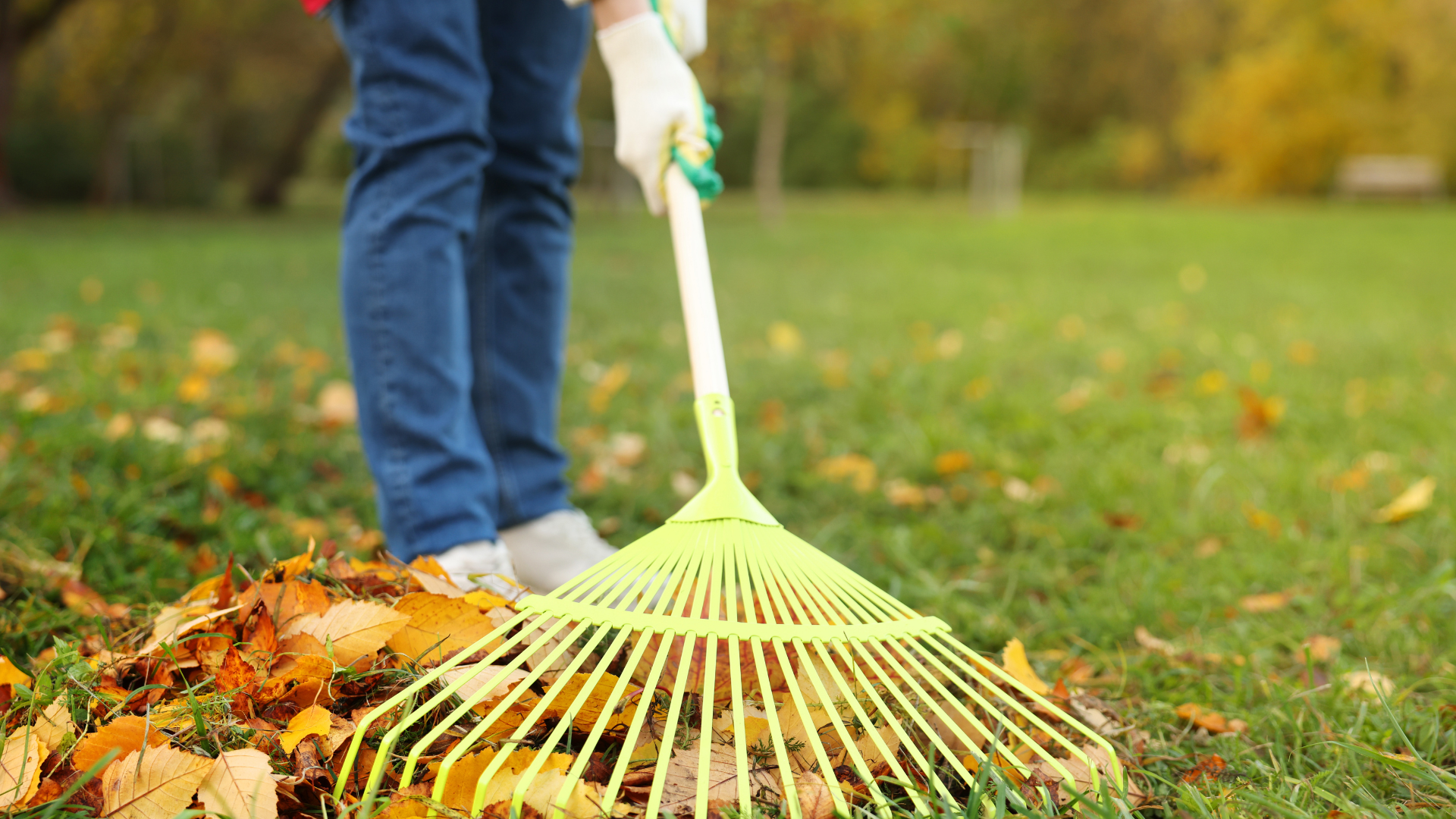 Person raking autumn leaves on a grassy lawn with a yellow rake