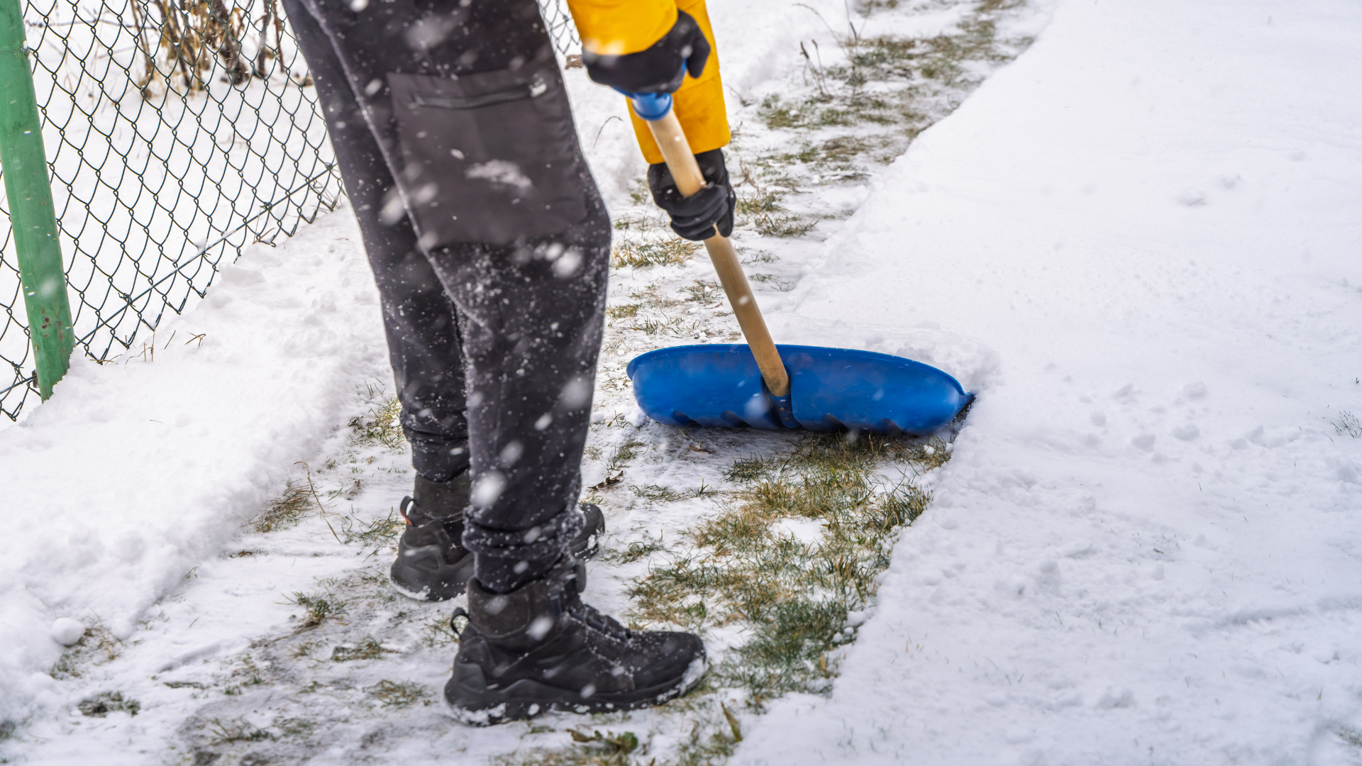 Person shoveling snow on a sidewalk with a blue snow shovel near a fence