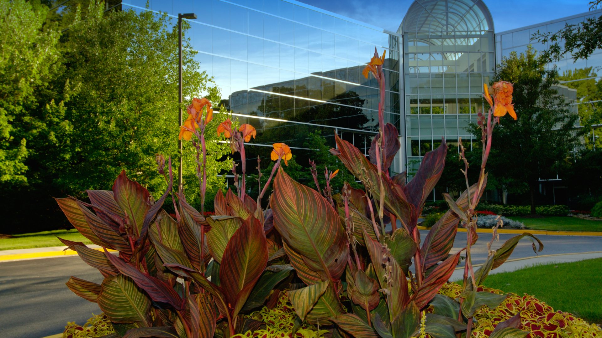 A bunch of flowers are growing in front of a building.