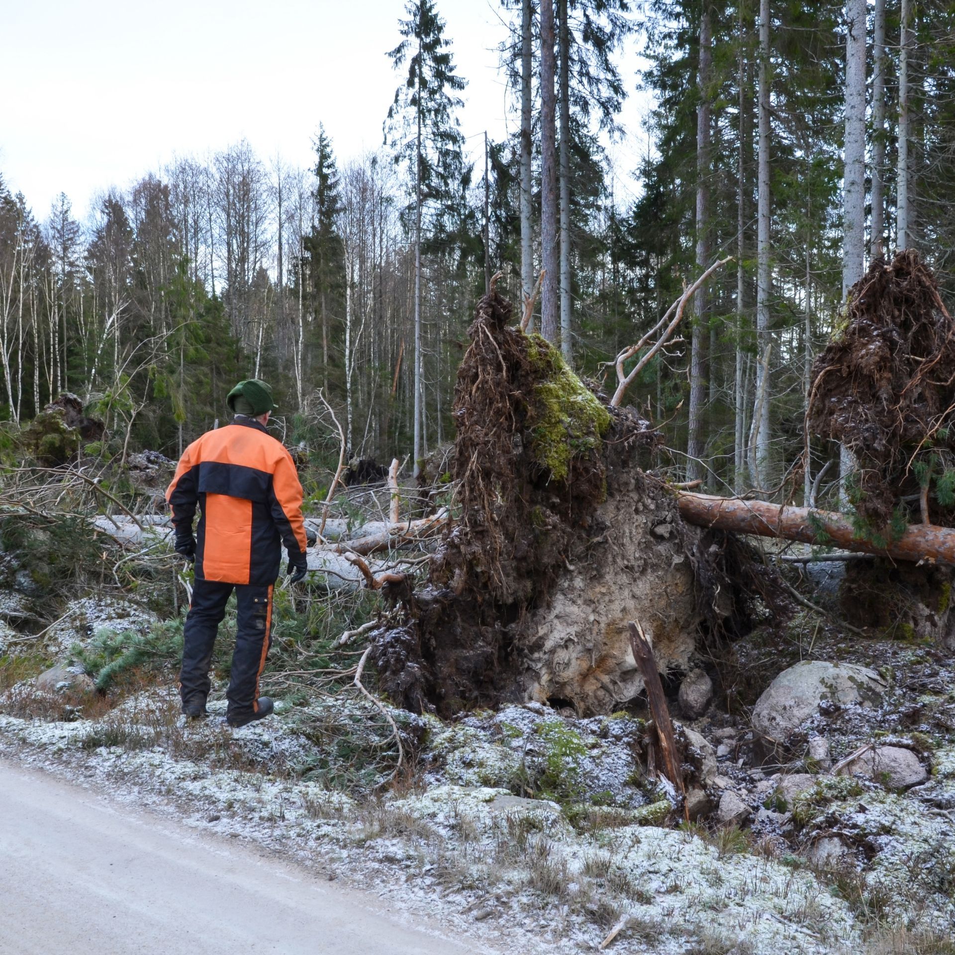 A person in orange work clothes surveys fallen trees in a forest.