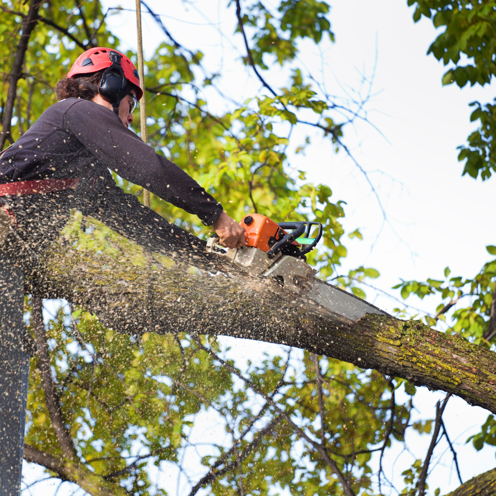 Arborist in a tree, cutting a branch with a chainsaw. Wearing a hard hat and safety gear.