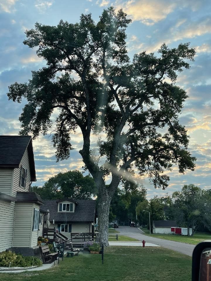 A large tree stands tall between two houses on a quiet street, with a cloudy sky in the background.