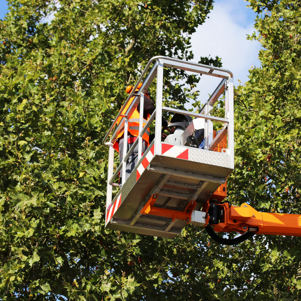 Person in a lift basket trimming a tree, wearing safety vest, with green foliage and blue sky in background.