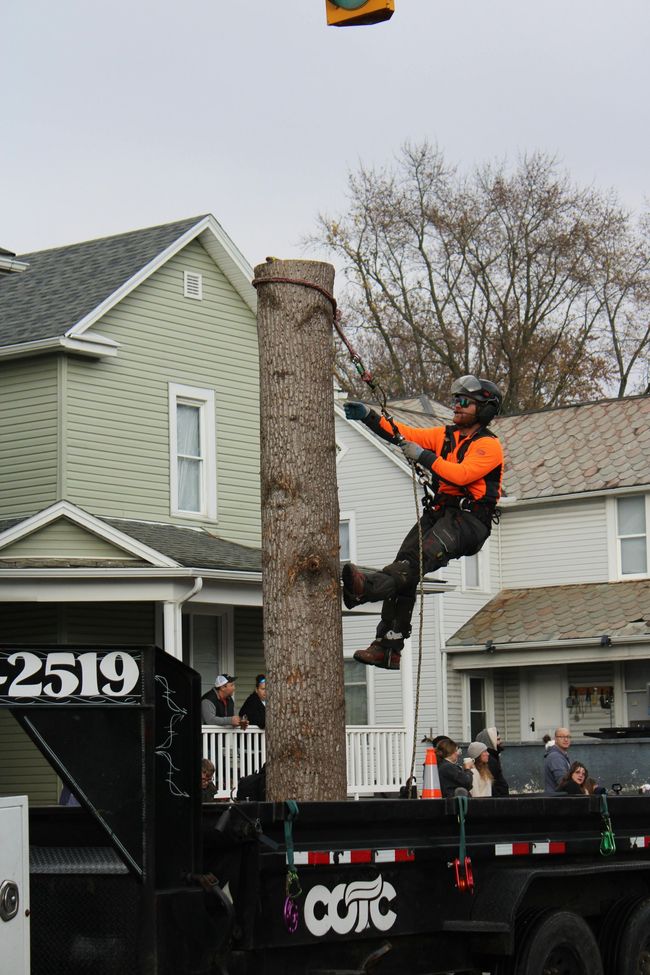 Arborist in orange suit, suspended on a tree trunk, lowering equipment into a trailer. Houses in background.