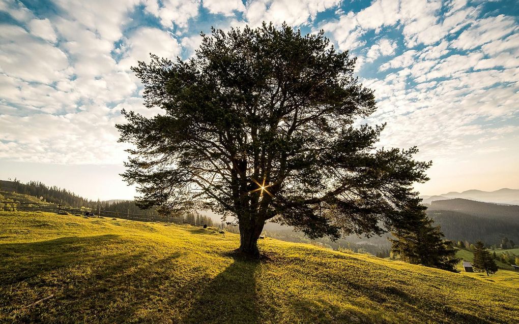Lone tree on a grassy hillside, bathed in sunlight against a cloudy sky.