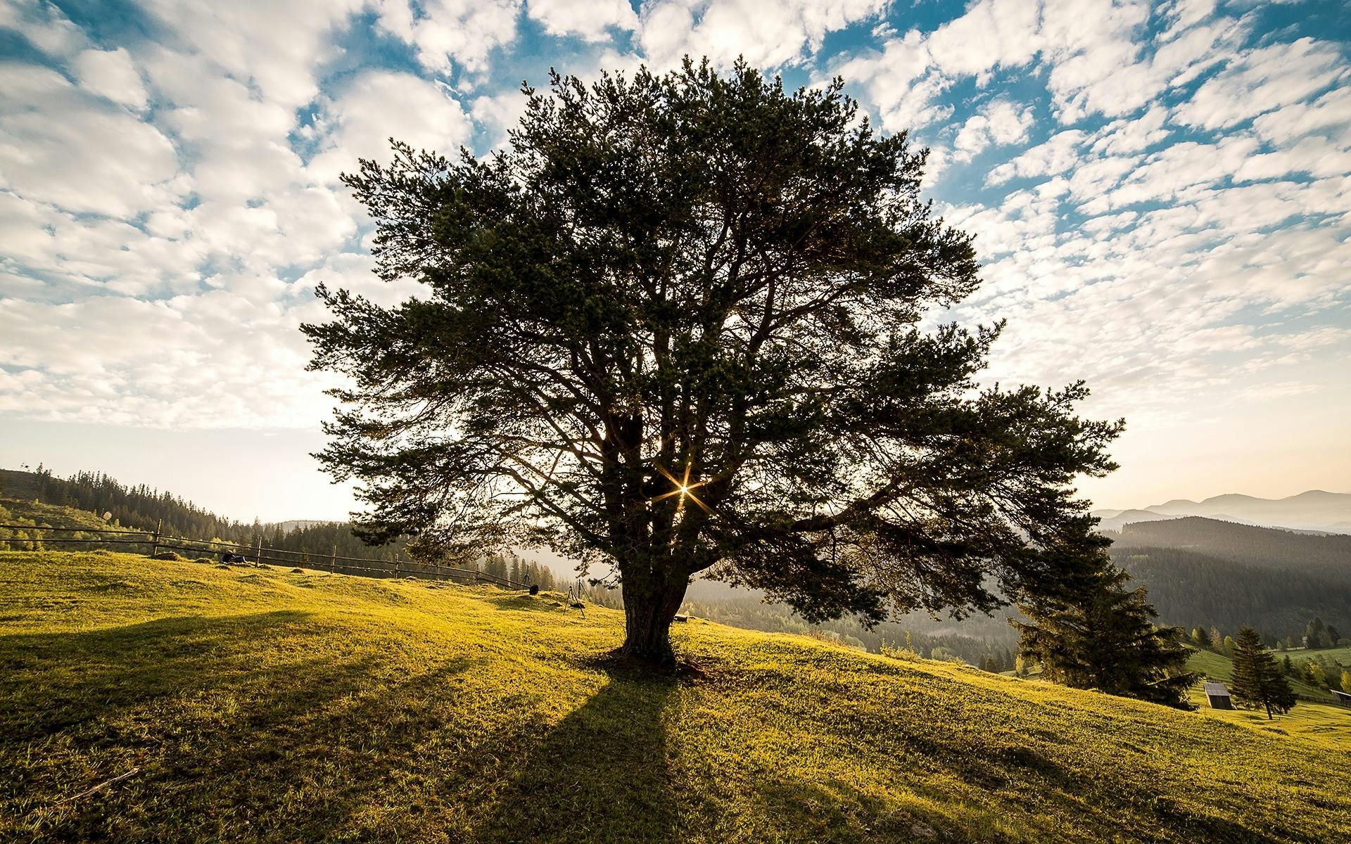 Tree on a grassy hill with a cloudy sky; sun shines through the branches.