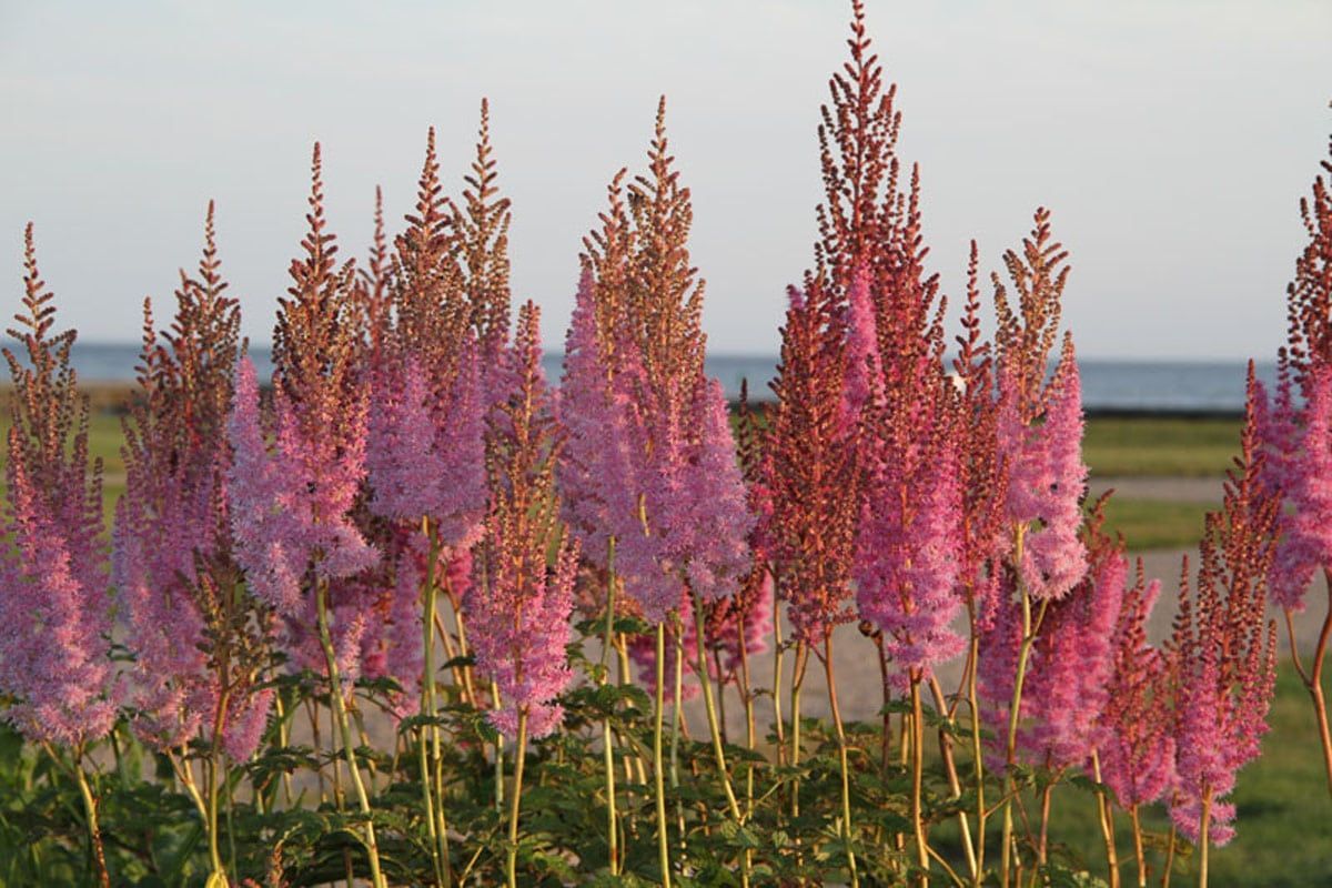Pink and red astilbe flowers in bloom, with a coastal background.