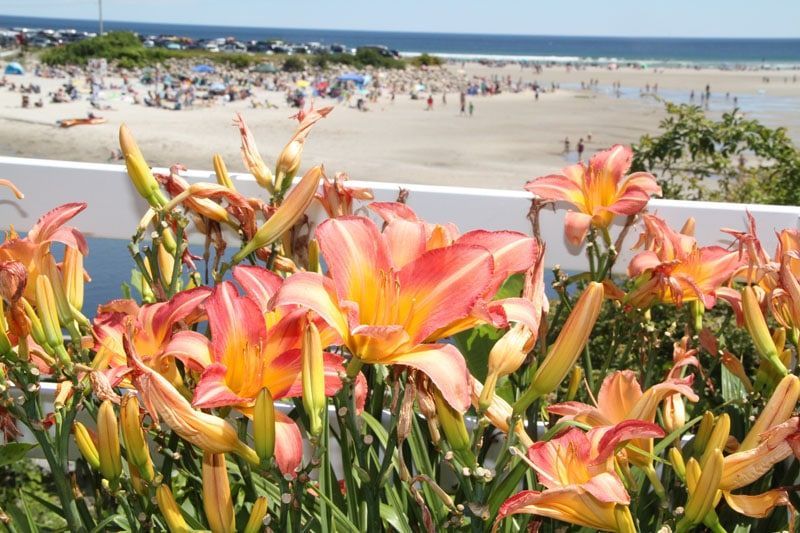 Orange daylilies bloom on a deck overlooking a crowded beach on a sunny day.