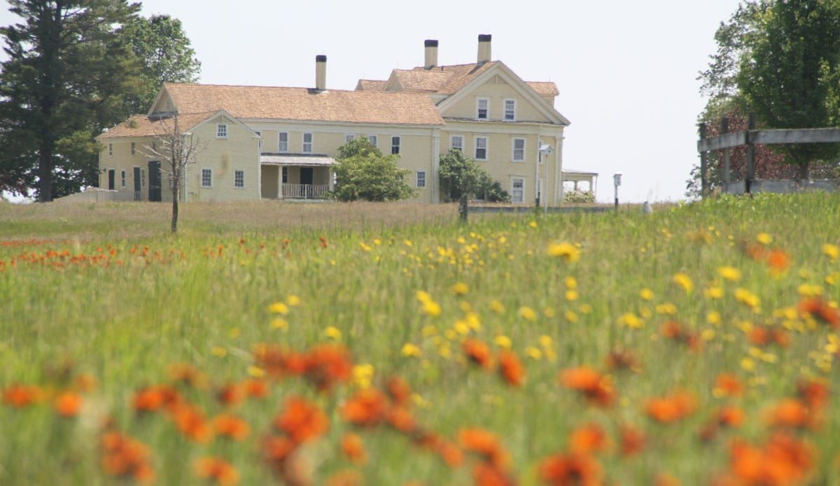 Yellow and orange wildflowers in a field, large yellow building with a porch in the background.
