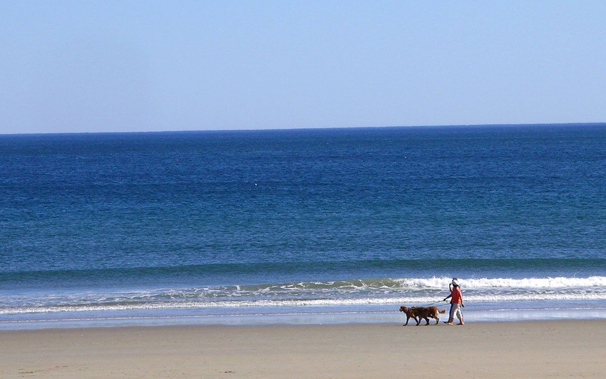 Person walking a dog on a sandy beach next to the ocean under a blue sky.