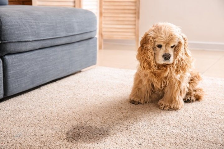 Golden dog lying on a beige carpet beside a gray sofa in a bright living room