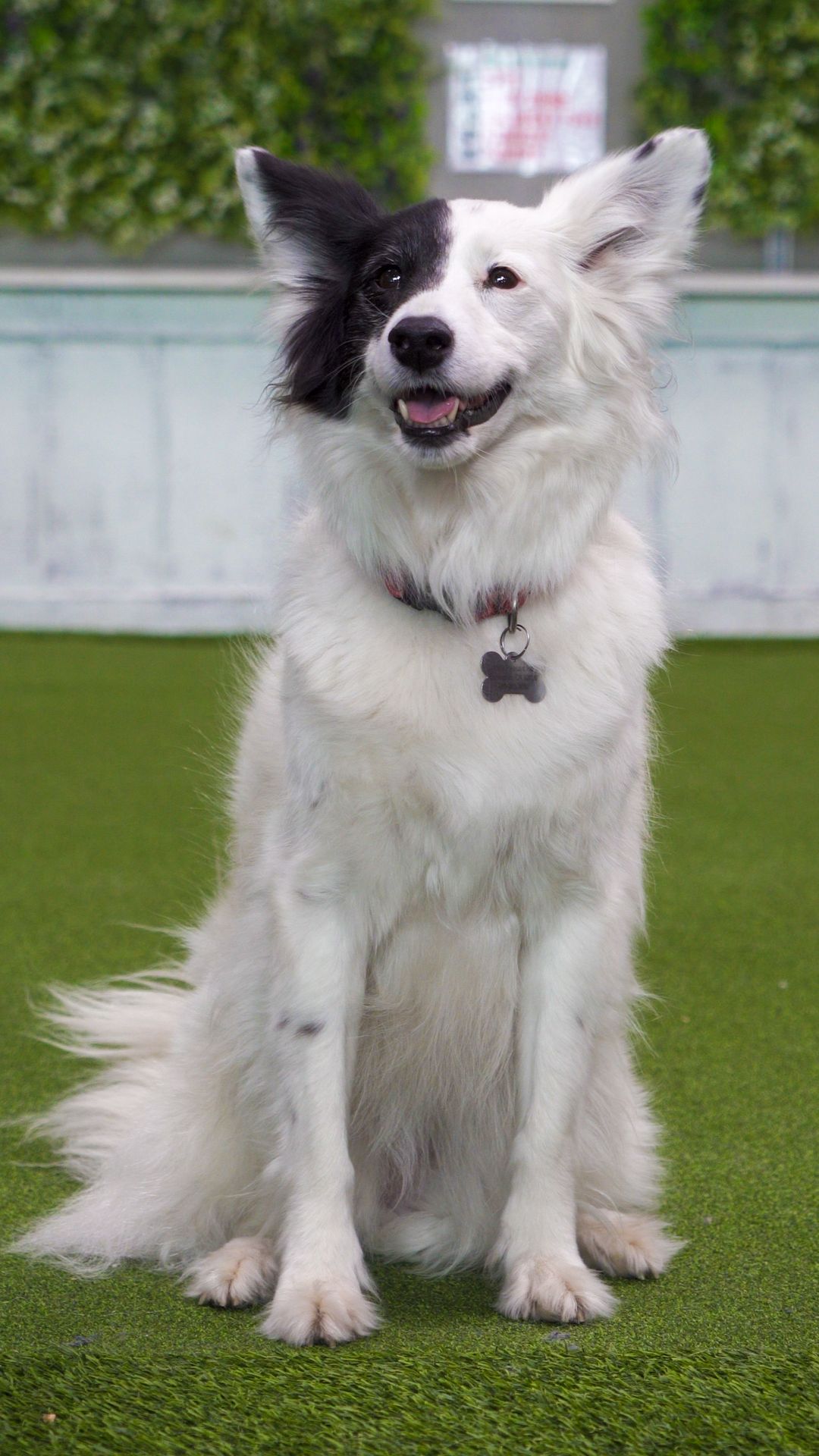 A black and white dog is sitting on top of a lush green field.
