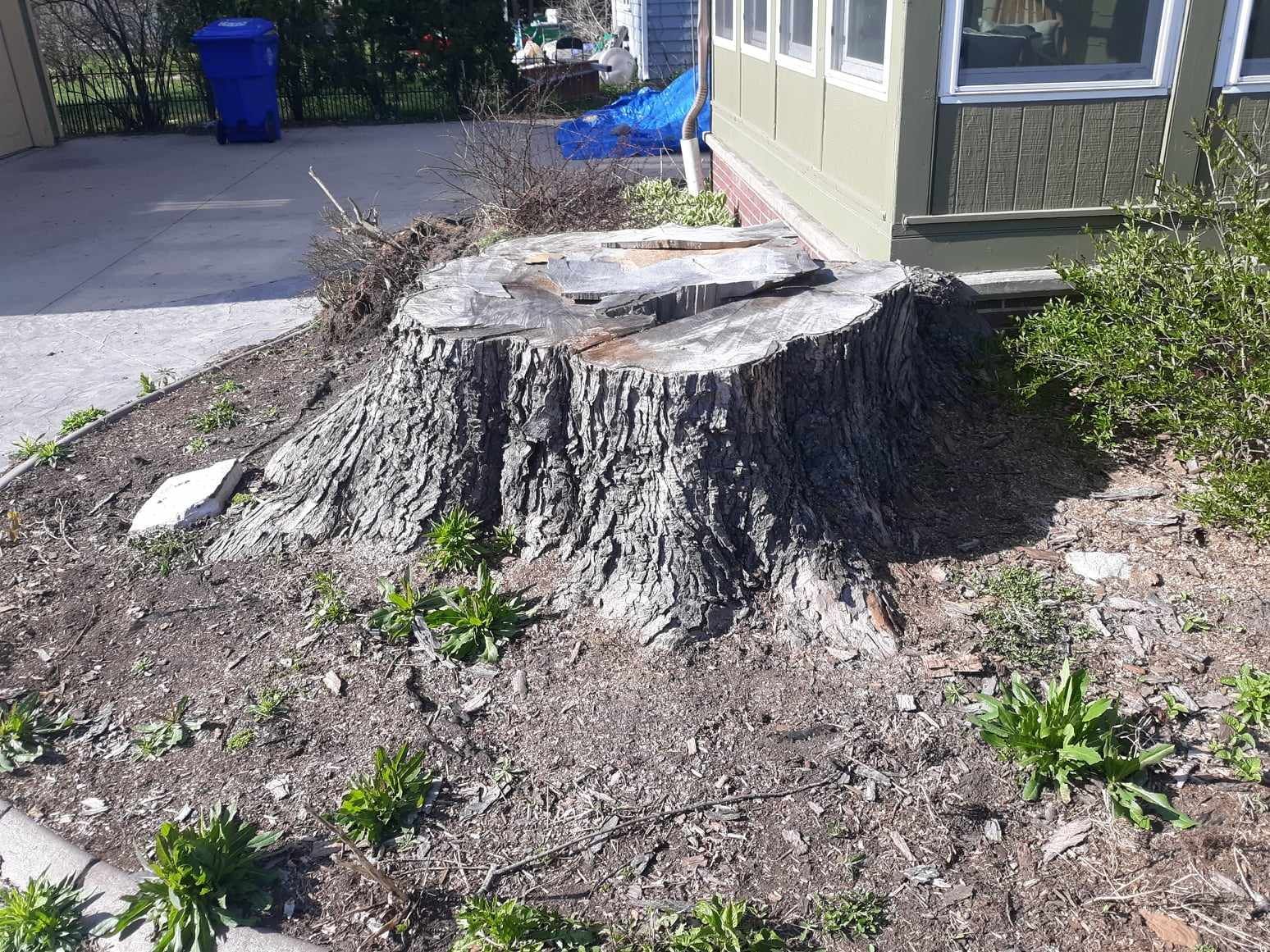 Risky stump removal close to house