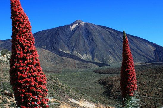 Red tajinaste flowers with Mount Teide rising behind them