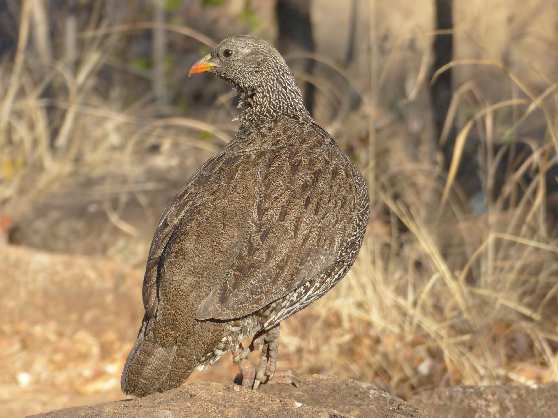 Rust de Winter Safaris - Birdlife and fishing