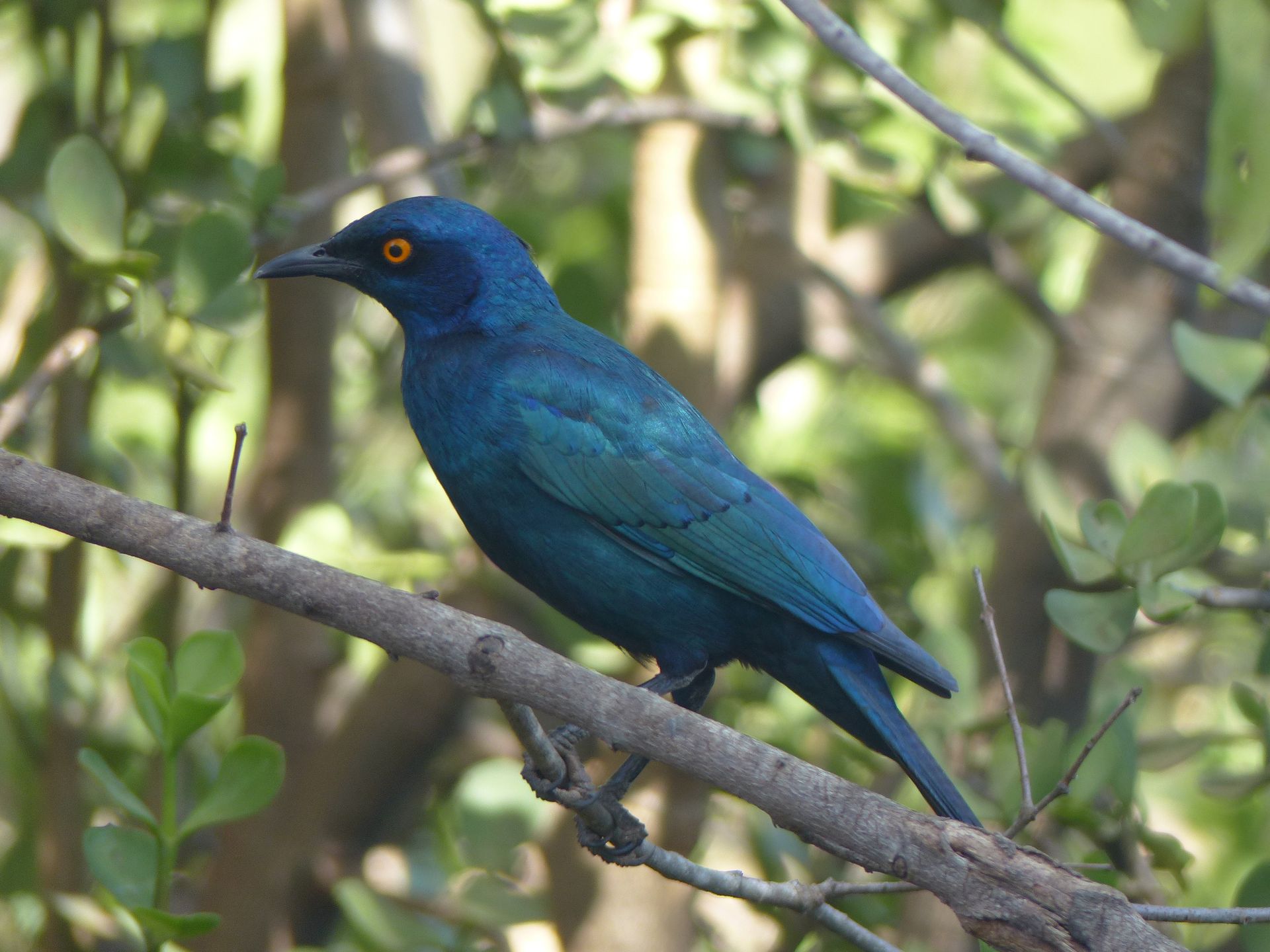 Rust de Winter Safaris - Birdlife and fishing