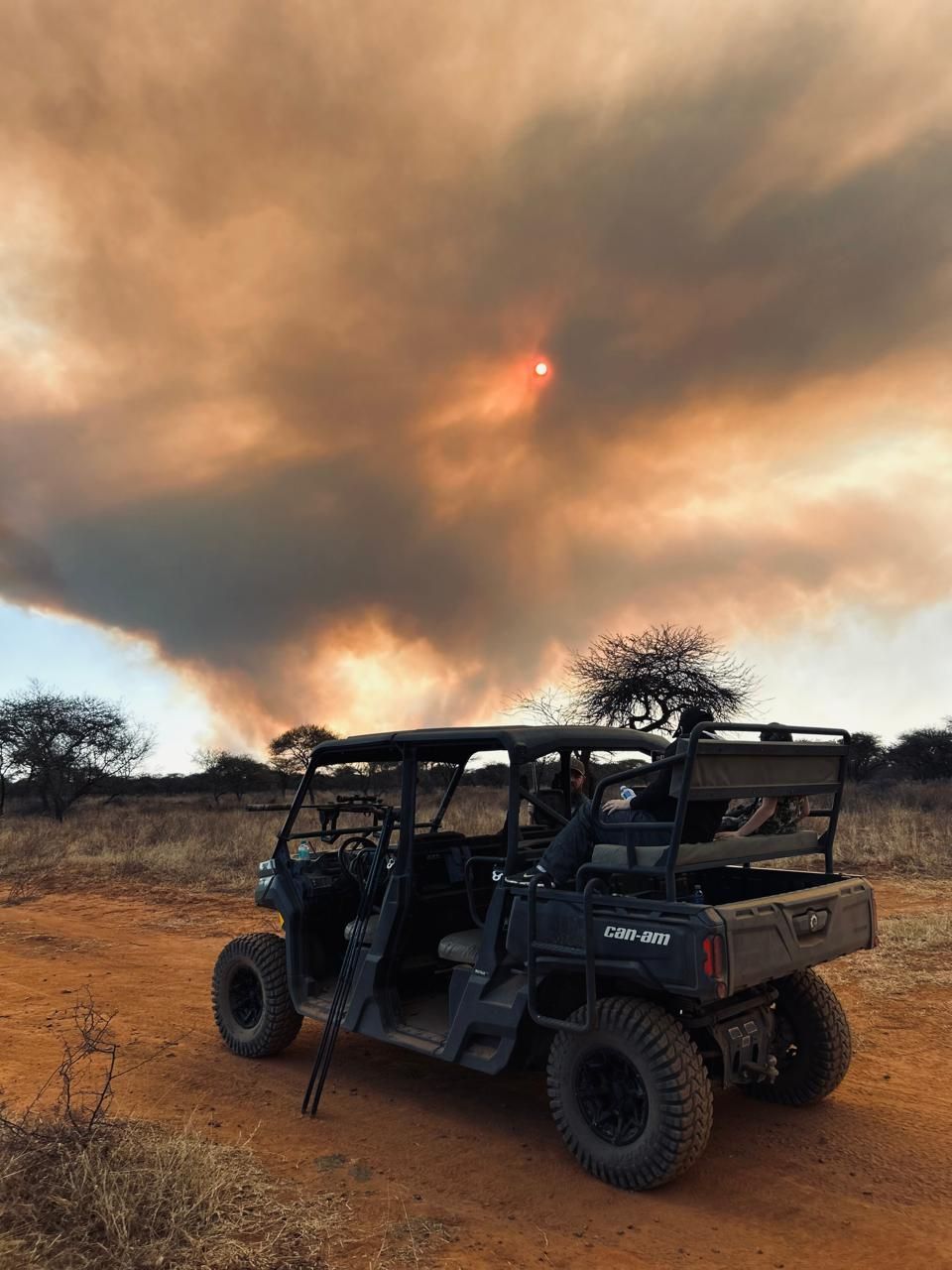 Safari room