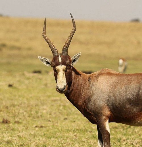 Rust de Winter Safaris_blesbuck species