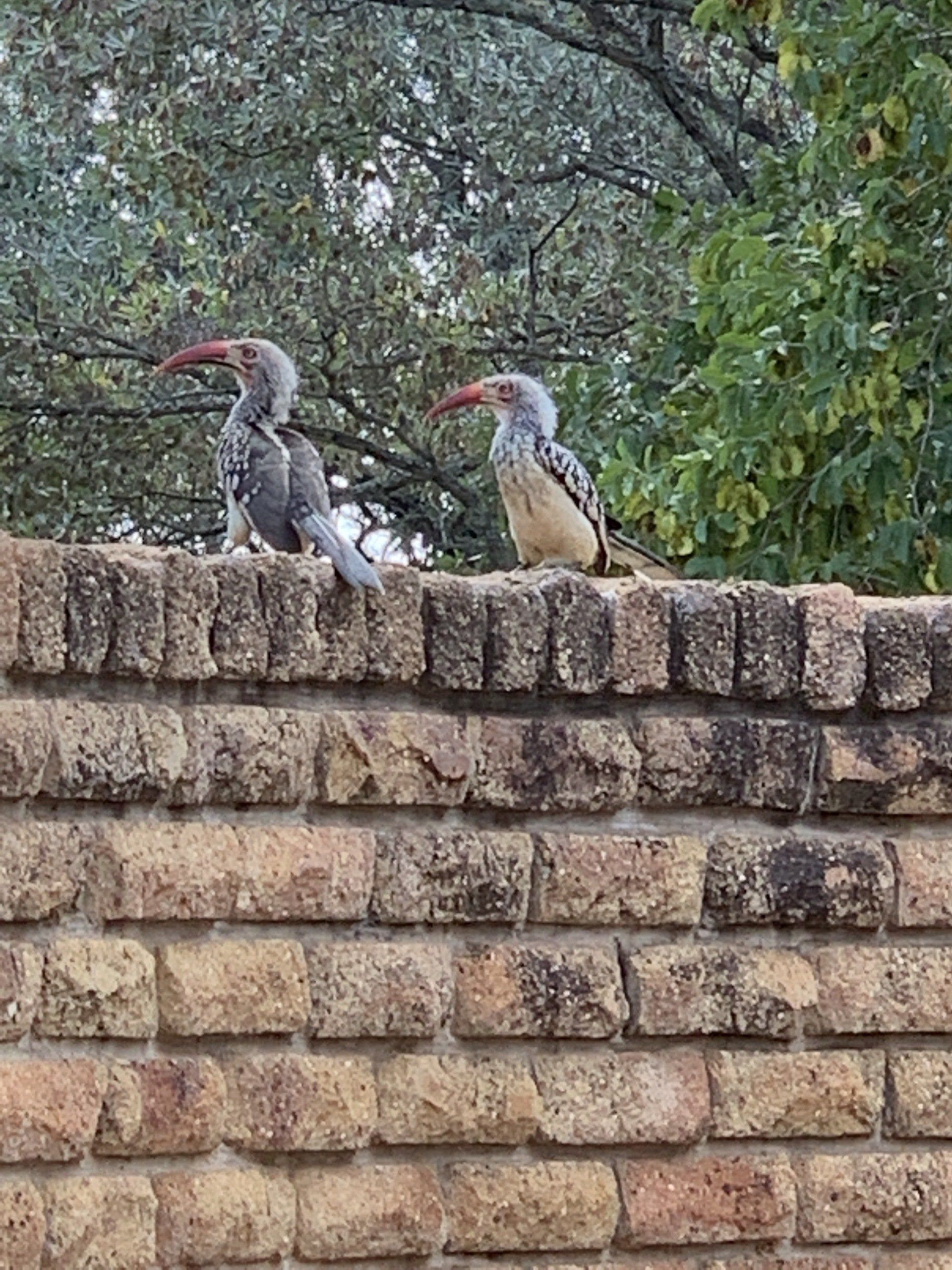Rust de Winter Safaris_hunting_birdlife 3