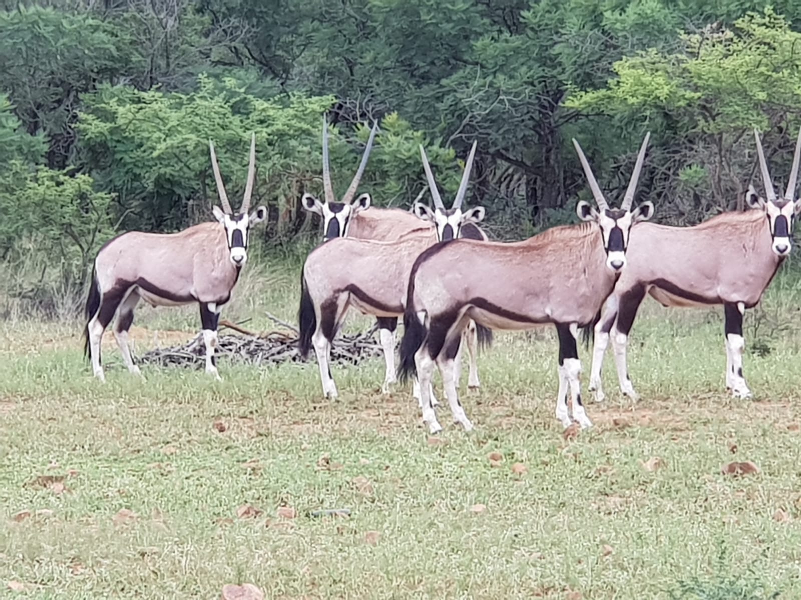 Rust de Winter Safaris_hunting_gemsbok