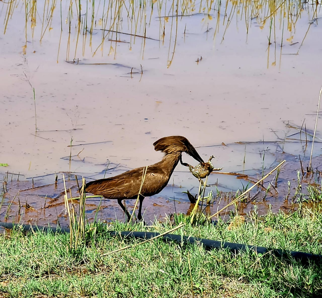 Rust de Winter Safaris_hunting_birdlife 2