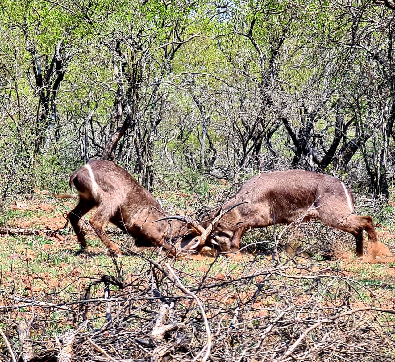 Rust de Winter Safaris_hunting_battle