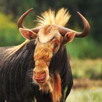 Rust de Winter Safaris_wildebeest species