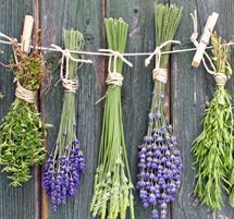 Manojos de hierbas frescas y flores de lavanda colgando de una valla rústica de madera.
