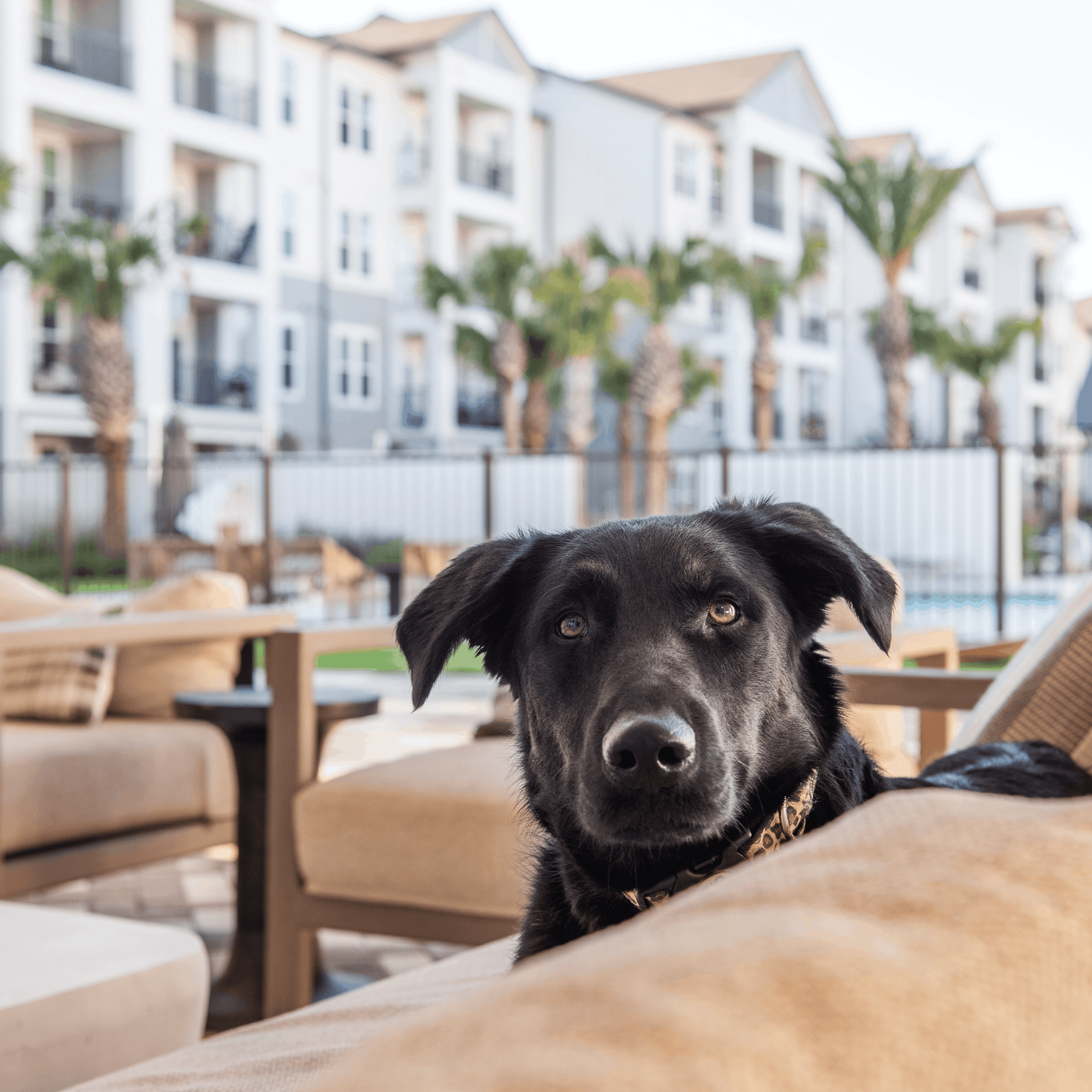 Pet Friendly Living at Livano Serenova